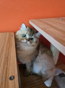 Ozzie - Scottish Straight Cat For Sale - Levittown, PA, US Ozzie - Scottish Straight Cat For Sale - Levittown, PA, US