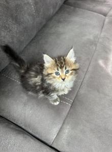 Skye - Siberian Kitten For Sale - Lynnfield, MA, US Skye - Siberian Kitten For Sale - Lynnfield, MA, US