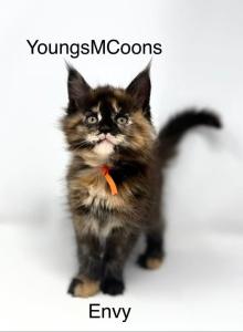 Envy - Maine Coon Kitten For Sale - Elk Grove, CA, US Envy - Maine Coon Kitten For Sale - Elk Grove, CA, US