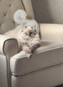 Upcoming Litter - Siberian Kitten For Sale - Brookville, OH, US Upcoming Litter - Siberian Kitten For Sale - Brookville, OH, US
