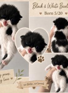 Black and white bicolor - Persian Kitten For Sale - Clay, PA, US Black and white bicolor - Persian Kitten For Sale - Clay, PA, US