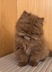 Beku - Persian Kitten For Sale - Dallas, TX, US Beku - Persian Kitten For Sale - Dallas, TX, US
