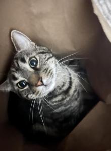 Ishie - American Shorthair Cat For Adoption - Gaithersburg&comma; MD&comma; US