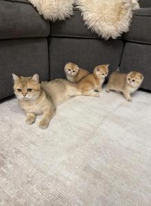Scottish folds - Scottish Fold Kitten For Sale - Whitesboro, NY, US Scottish folds - Scottish Fold Kitten For Sale - Whitesboro, NY, US