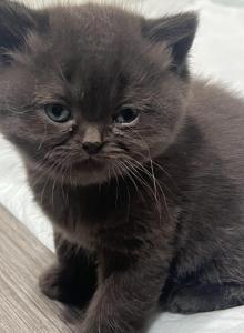Binx reserved - British Shorthair Kitten For Sale - Englewood&comma; CO&comma; US