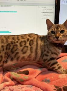 Olivine Purple Collar - Bengal Kitten For Sale - Oklahoma City&comma; OK&comma; US