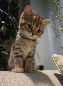 Honey - Scottish Straight Kitten For Sale - Commerce City&comma; CO&comma; US