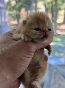 Cheeto Cookie - Exotic Kitten For Sale - TN&comma; US