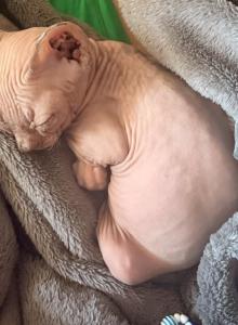 Sphynx - Sphynx Kitten For Sale - W Sacramento&comma; CA&comma; US