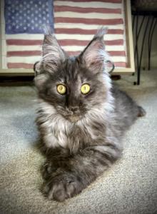 Juliet - Maine Coon Kitten For Sale - OH&comma; US