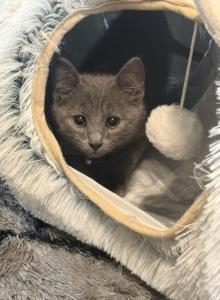Loki - Russian Blue Kitten For Adoption - Pink Hill&comma; NC&comma; US