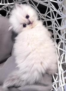 Priscillas litter - Himalayan Kitten For Sale - Reidsville&comma; NC&comma; US