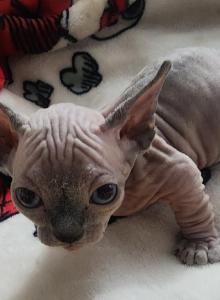 Linda - Bambino Kitten For Sale - NY&comma; US