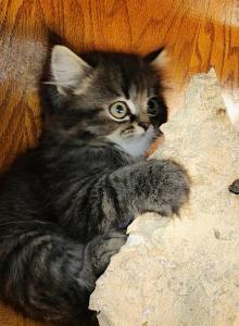 Hufflepuff blue - Persian Kitten For Sale - Leander&comma; TX&comma; US