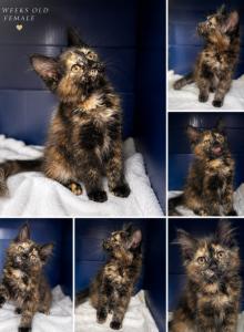 Spots Female - Maine Coon Kitten For Sale - Cameron&comma; MO&comma; US