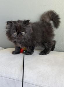 Luna - Persian Kitten For Sale - Vancouver&comma; WA&comma; US