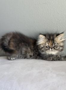 Bianca - Persian Kitten For Sale - Vancouver&comma; WA&comma; US