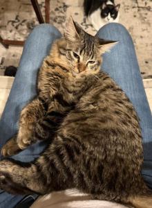 Shiner - Ragdoll Kitten For Sale - New Braunfels&comma; TX&comma; US
