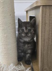 A - Scottish Straight Kitten For Sale - Bonney Lake, WA, US A - Scottish Straight Kitten For Sale - Bonney Lake, WA, US