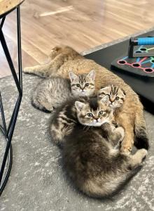 Scottish fold and straight Gingers litter - Scottish Fold Kitten For Sale - Woodland Park, CO, US Scottish fold and straight Gingers litter - Scottish Fold Kitten For Sale - Woodland Park, CO, US
