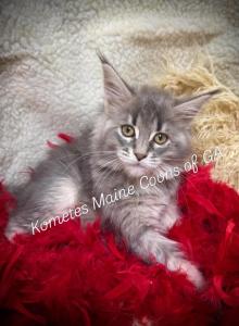 The Legacy Litter - Maine Coon Kitten For Sale - Dublin&comma; GA&comma; US