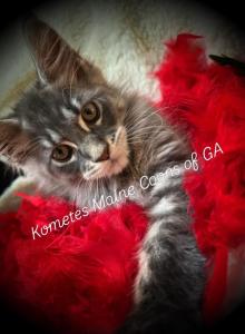 The Legacy Litter - Maine Coon Kitten For Sale - Dublin, GA, US The Legacy Litter - Maine Coon Kitten For Sale - Dublin, GA, US