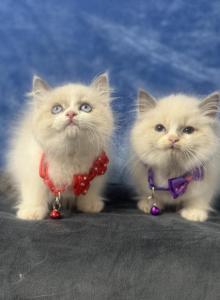 Ragdoll - Ragdoll Kitten For Sale - Barberton&comma; OH&comma; US