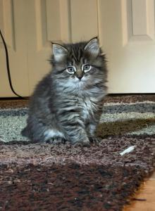Siberian Mix Kittens - Siberian Kitten For Sale - Fairfax&comma; VA&comma; US