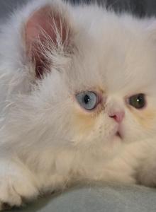 Bingo - Persian Kitten For Sale - Goldsboro&comma; NC&comma; US