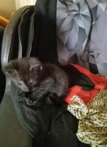 Coco - Domestic Kitten For Adoption - Milton&comma; MA&comma; US