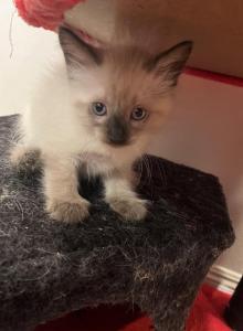 Matilda Ava sunshine lulla and Adolf - Siamese Kitten For Adoption - Sherman Oaks&comma; CA&comma; US