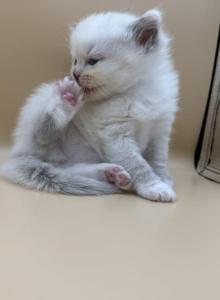 Blue Girl - Ragdoll Kitten For Sale - Springfield&comma; MO&comma; US