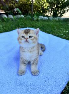 Ranger chinchilla - Scottish Straight Kitten For Sale - Beverly&comma; NJ&comma; US