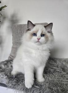 Afroditedolls Diamond - Ragdoll Kitten For Sale - Bradenton&comma; FL&comma; US