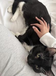 Mushu - Domestic Cat For Adoption - Manor&comma; TX&comma; US