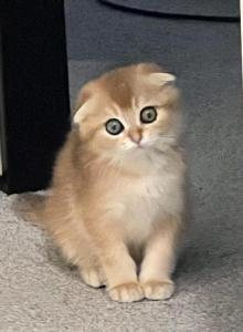 Mylo - Domestic Kitten For Adoption - Alpharetta&comma; GA&comma; US