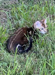 Jewels kittens - Bengal Kitten For Sale - Seattle&comma; WA&comma; US