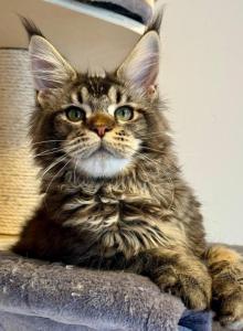Dillon - Maine Coon Kitten For Sale - Seattle&comma; WA&comma; US
