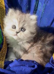 Gorgeous silver shaded  chinchilla dollface male - Persian Kitten For Sale - CA&comma; US