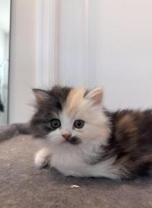 Cali - Persian Kitten For Sale - Port Saint Lucie&comma; FL&comma; US