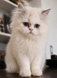Milo - Persian Kitten For Sale - Bourbonnais&comma; IL&comma; US