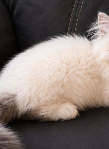 Milo - Persian Kitten For Sale - Bourbonnais, IL, US Milo - Persian Kitten For Sale - Bourbonnais, IL, US