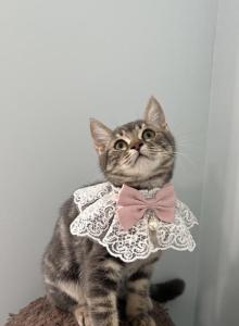 Mimi  Scottish  Nebelung - Scottish Straight Kitten For Adoption - Lawrenceville&comma; GA&comma; US