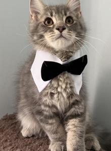 Fluffy king - Nebelung Kitten For Adoption - Lawrenceville&comma; GA&comma; US