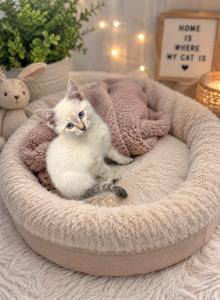 Baby - Balinese Kitten For Sale - Griggsville&comma; IL&comma; US