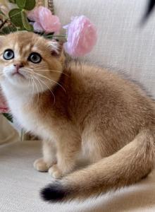 Scottish Fold Golden Male - Scottish Fold Kitten For Sale - Orlando&comma; FL&comma; US