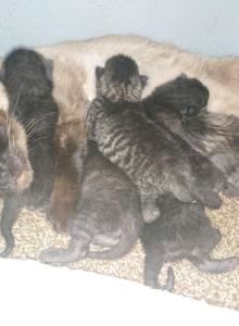 Siamese - Siamese Kitten For Sale - Morenci&comma; MI&comma; US
