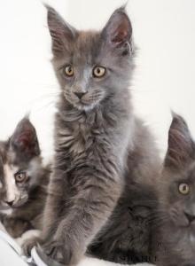 Cynthia - Maine Coon Kitten For Sale - Queen Creek&comma; AZ&comma; US