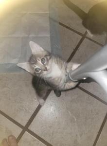 Polly - Domestic Kitten For Adoption - FL&comma; US