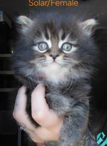 Maine Coon Dollface Persian Hybrids - Maine Coon Kitten For Sale - Mount Penn&comma; PA&comma; US